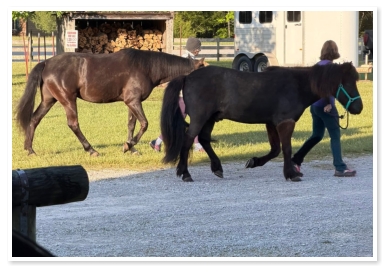 horses being led to their stalls for the night