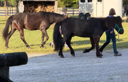 all horse stalls are located near campsites